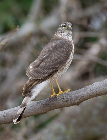 Cooper's Hawk