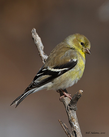 American Goldfinch