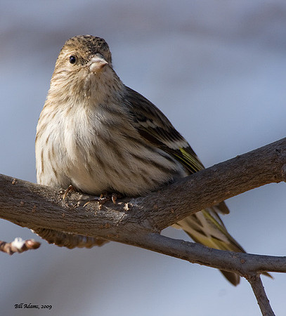 Pine Siskin