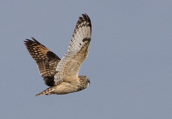 Short-eared Owl