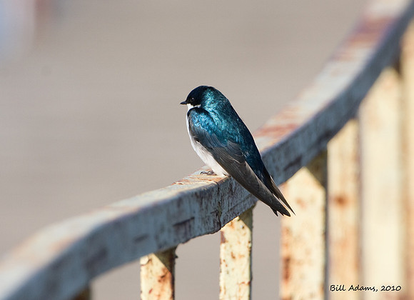 Tree Swallow