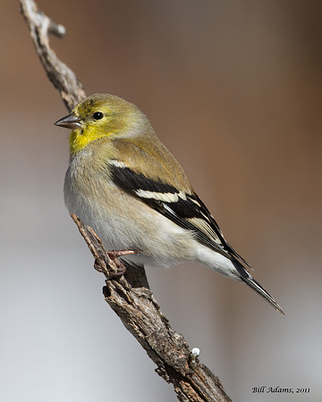 American Goldfinch