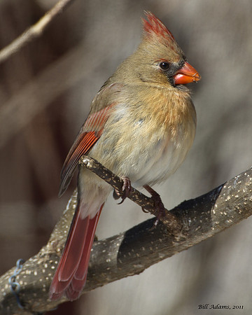 Northern Cardinal