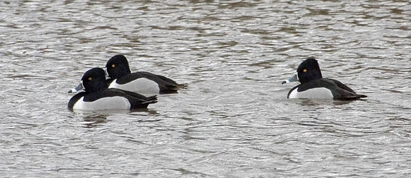 Ring-necked Ducks