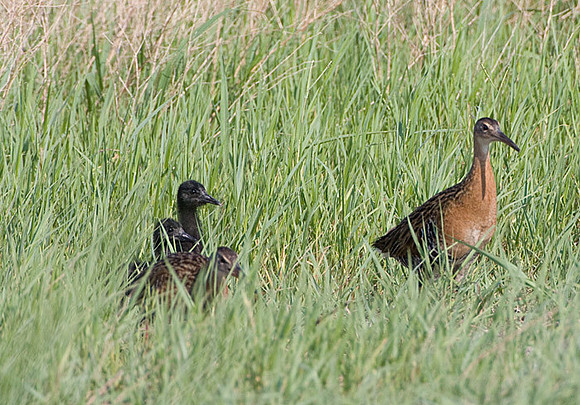 King Rail with Chicks