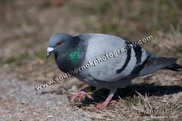 Banded Pigeon