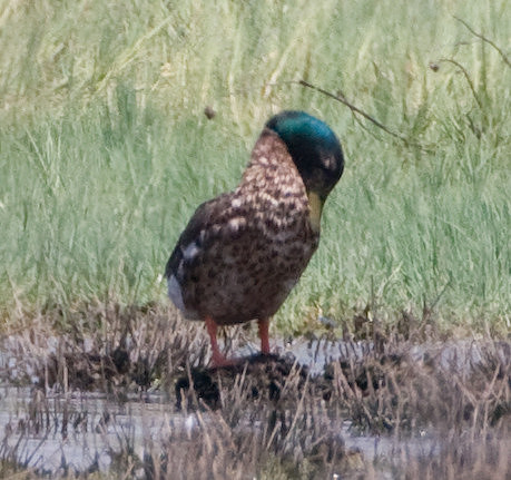 Mallard X White Tame Mallard