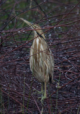 American Bittern