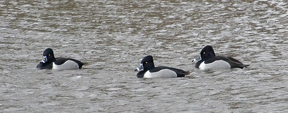 Ring-necked Duck
