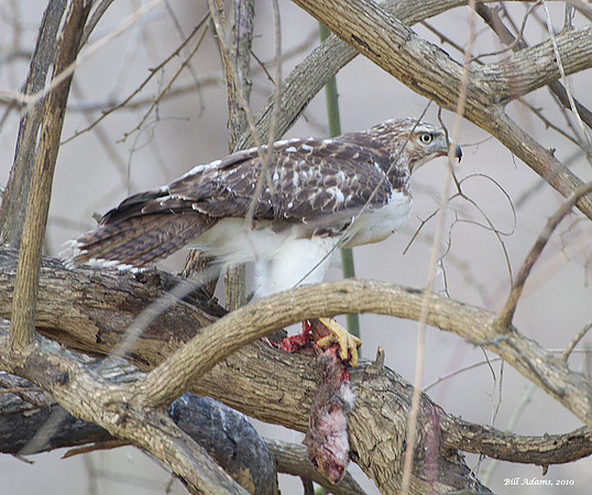 Red-tailed Hawk with Dinner