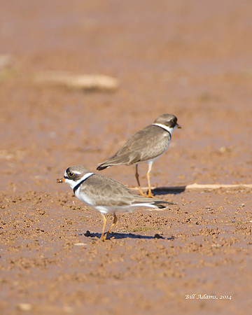Semipalmated Plover