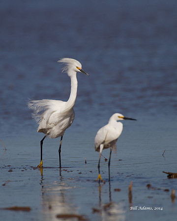 Snowy Egrets