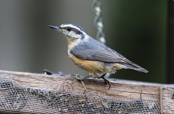 Red-breasted Nuthatch