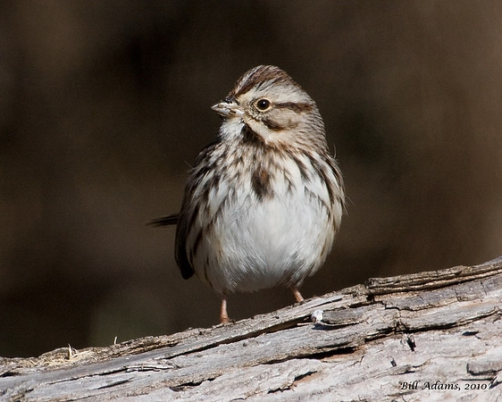 Song Sparrow