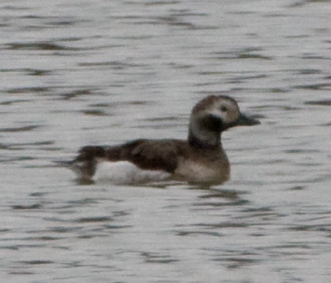 Long-tailed Duck