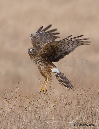 Northern Harrier