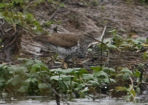 Spotted Sandpiper