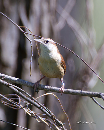 Carolina Wren