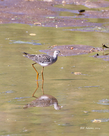 Lesser Yellowlegs