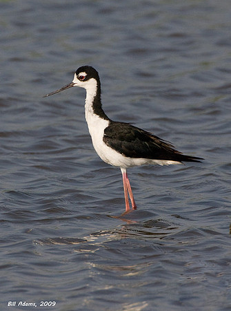 Black-necked Stilt