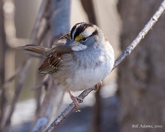 White-throated Sparrow