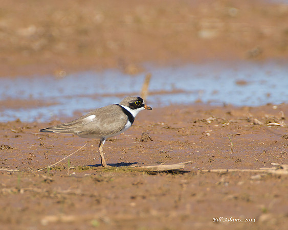 Semipalmated Plover