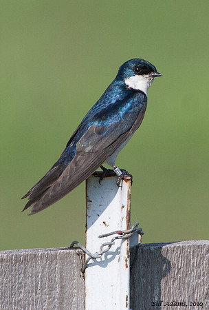 Tree Swallow