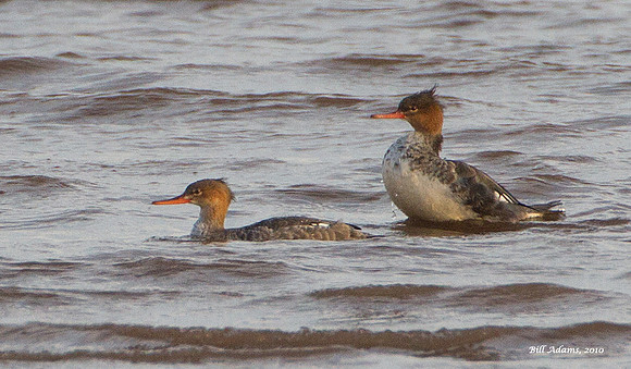 Red-breasted Mergansers