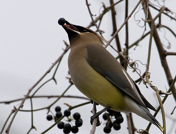 Cedar Waxwing with Berry