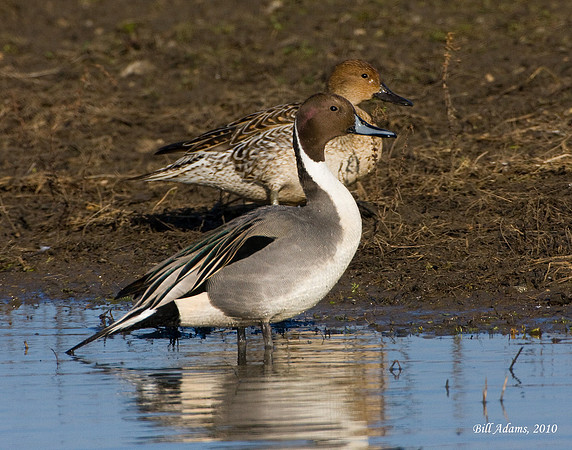 Northern Pintails
