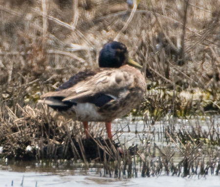 Mallard X White Tame Mallard