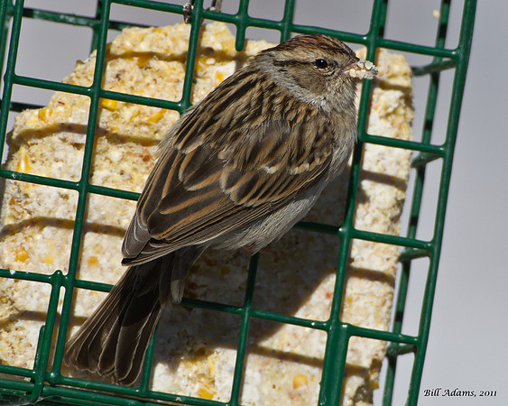 Chipping Sparrow, can anyone confirm?