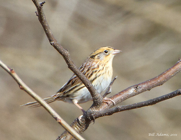 LeConte's Sparrow
