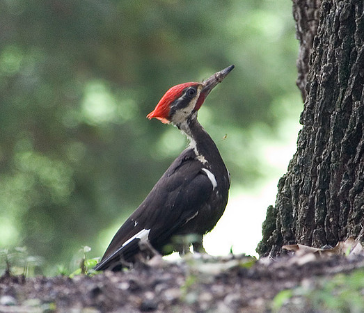 Pileated Woodpecker