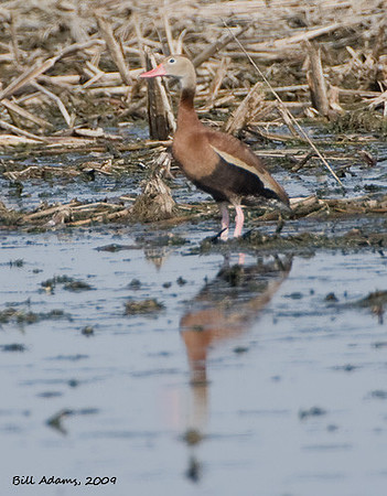 Black-bellied Whistling Duck