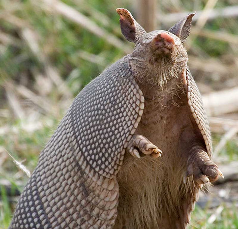 Armadillo