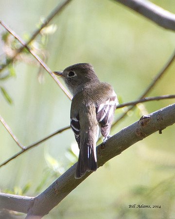 Least Flycatcher?