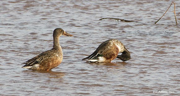Northern Shovelers