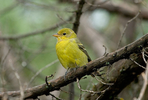 Female Western Tanager