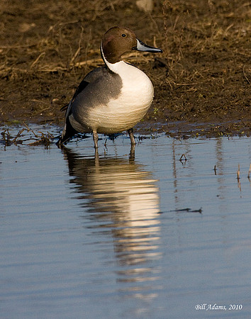 Northern Pintail