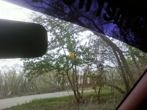 Prothonotary Warbler