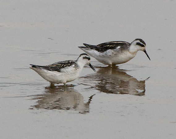 Red-necked Phalaropes
