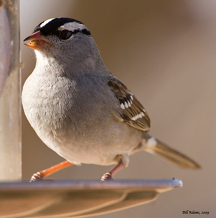 White-crowned Sparrow