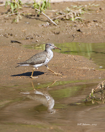 Spotted Sandpiper