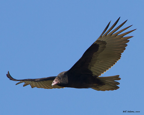 Turkey Vulture