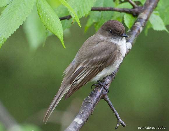 Eastern Phoebe
