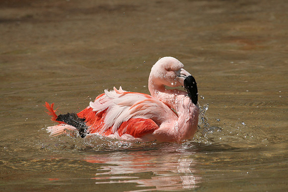 Pink Flamingo at OKC Zoo