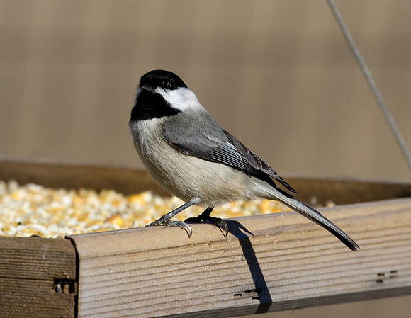 Carolina Chickadee