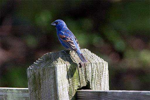 Blue Grosbeak