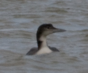 Common Loon
